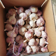 Fresh Normal White Garlic Purple Garlic Red Garlic A Quality Low Price